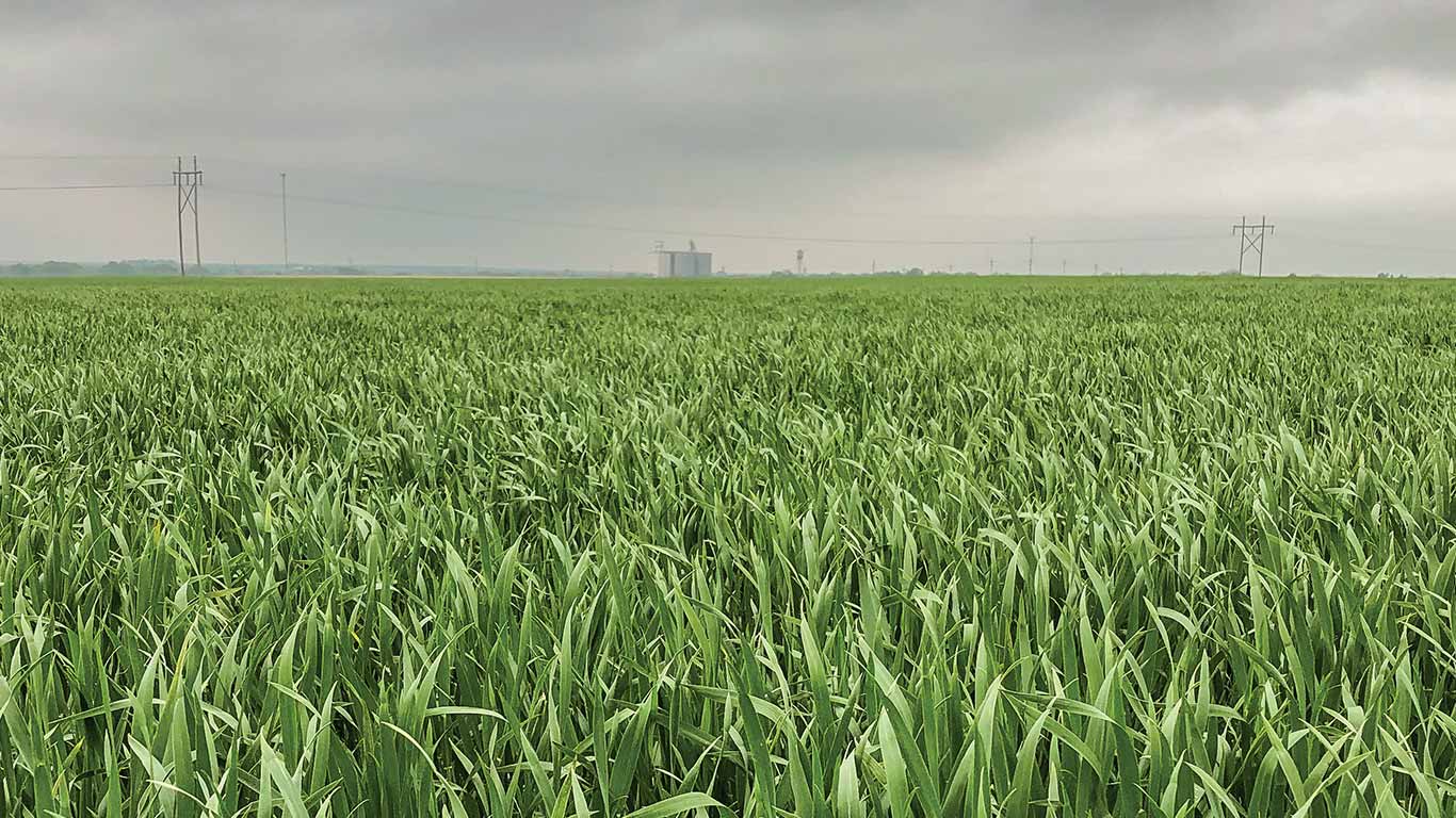 Green wheat field under cloudy sky with distant power lines.