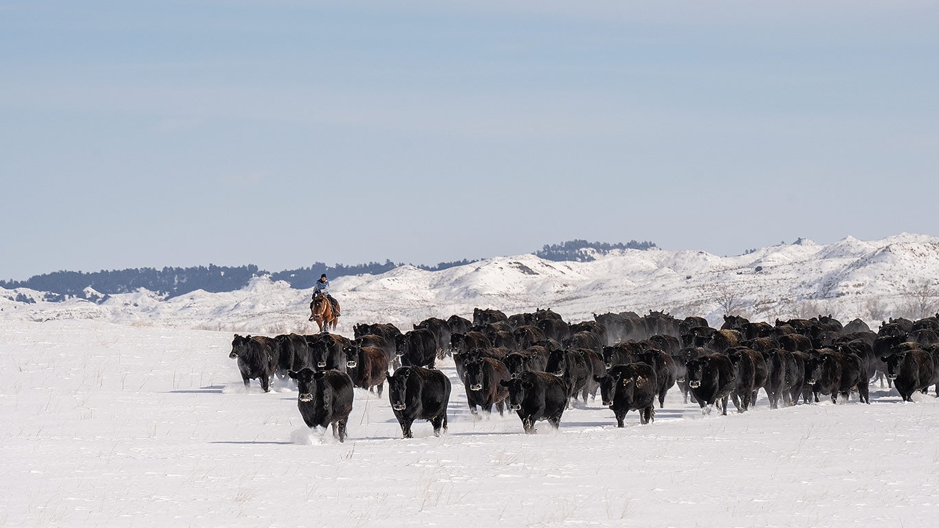Cowboy on horseback driving a herd of black cattle across a snowy plain.