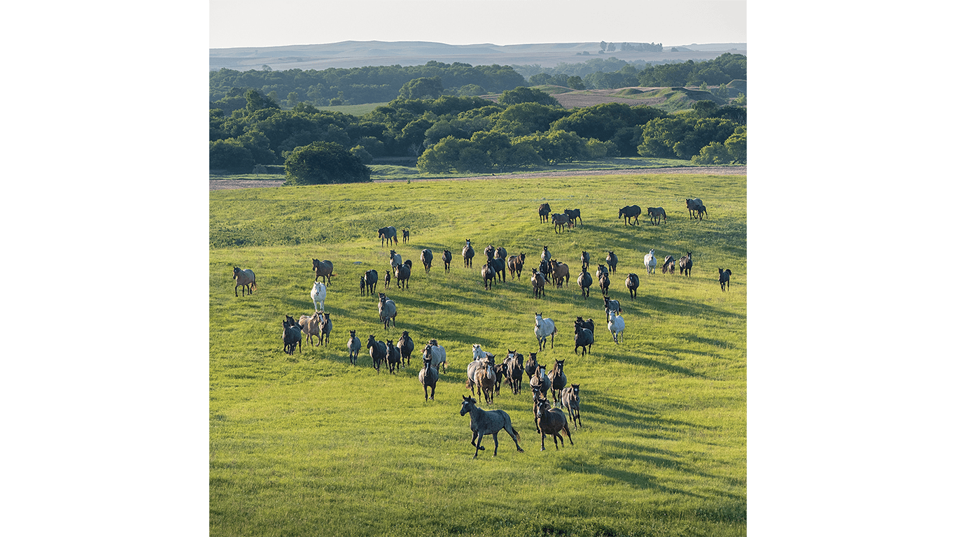 Herd of horses running across a green pasture with trees in the background.