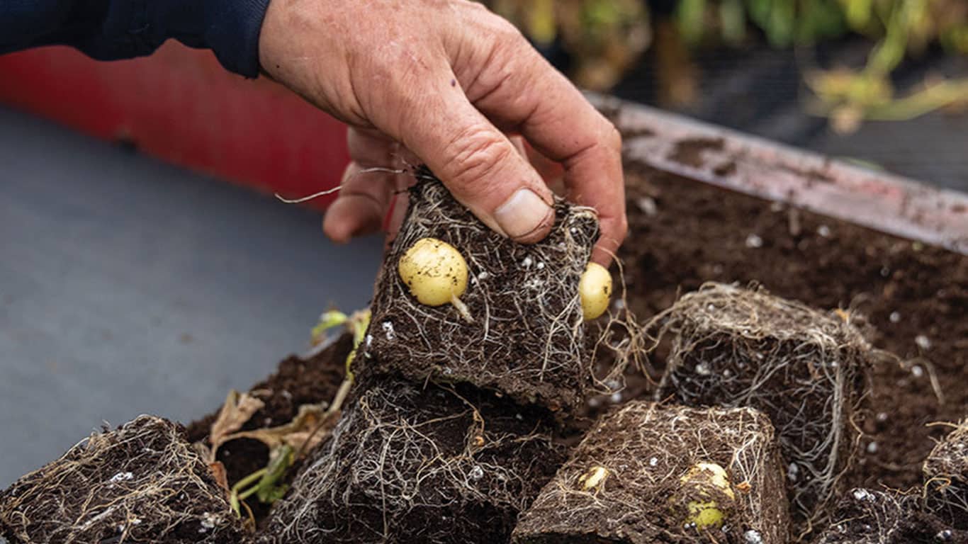 Hand holding soil blocks containing small potatoes and roots