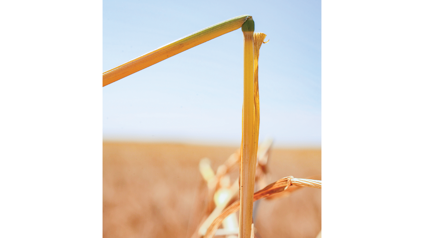 Broken plant stem close-up against blurred field background