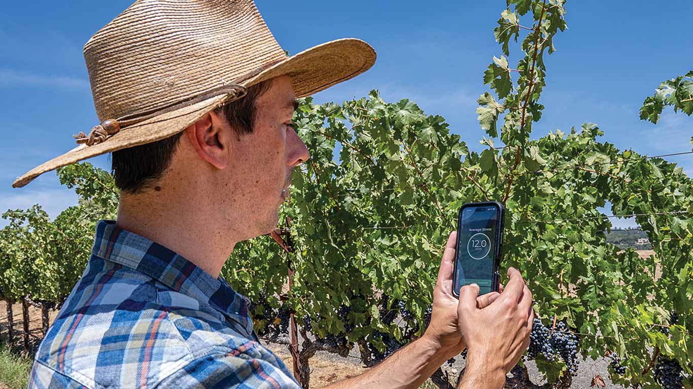 Person in a straw hat using a smartphone to check grape vines in a vineyard.