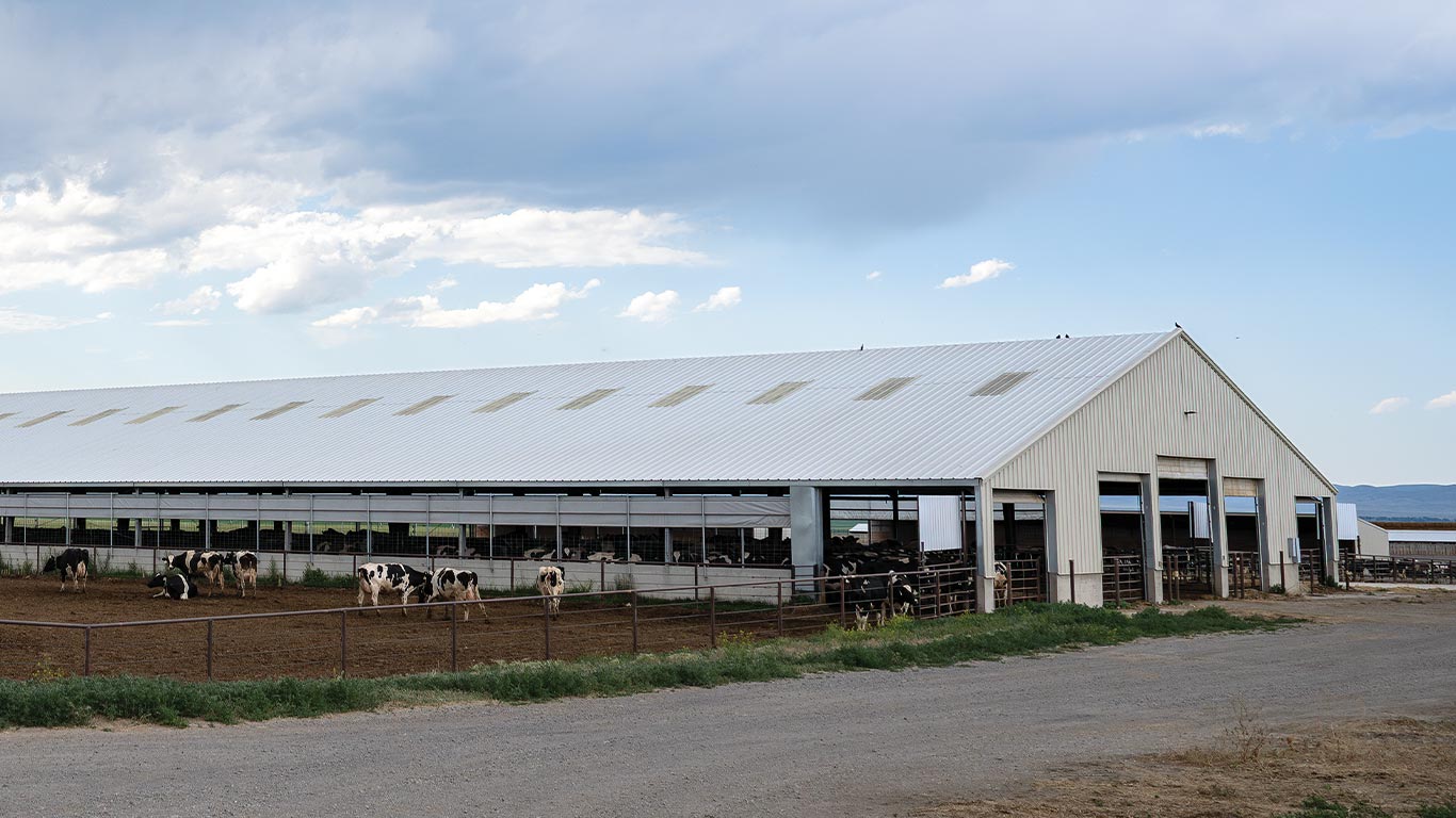 Large open-sided barn with dairy cows standing and lying in a fenced area.