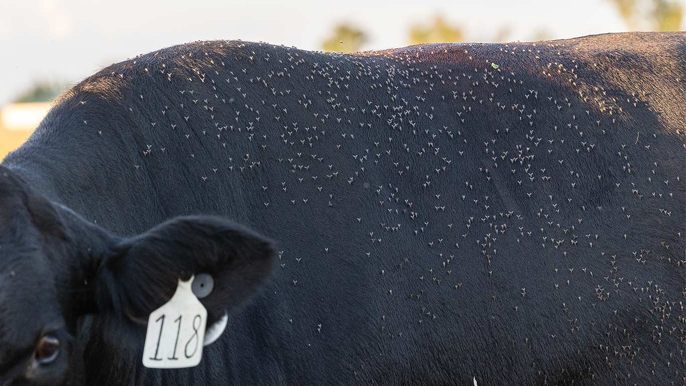 Close-up of a black cow with ear tag 118, its back covered in small flies.