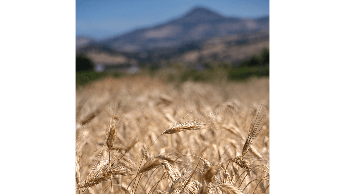 Close-up of wheat heads in a field with a blurred mountain landscape in the background.