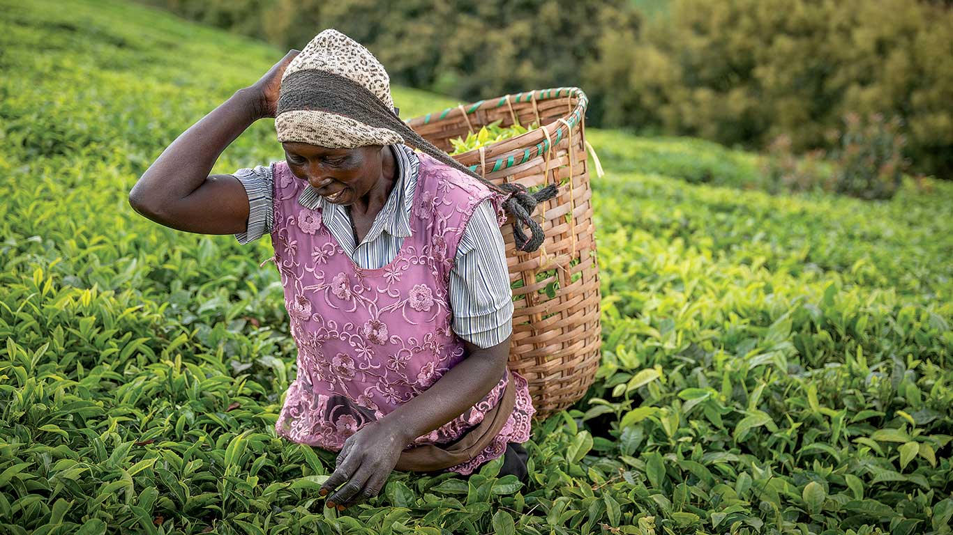 Worker harvests leafy crops by hand, carrying a woven basket through a green field.