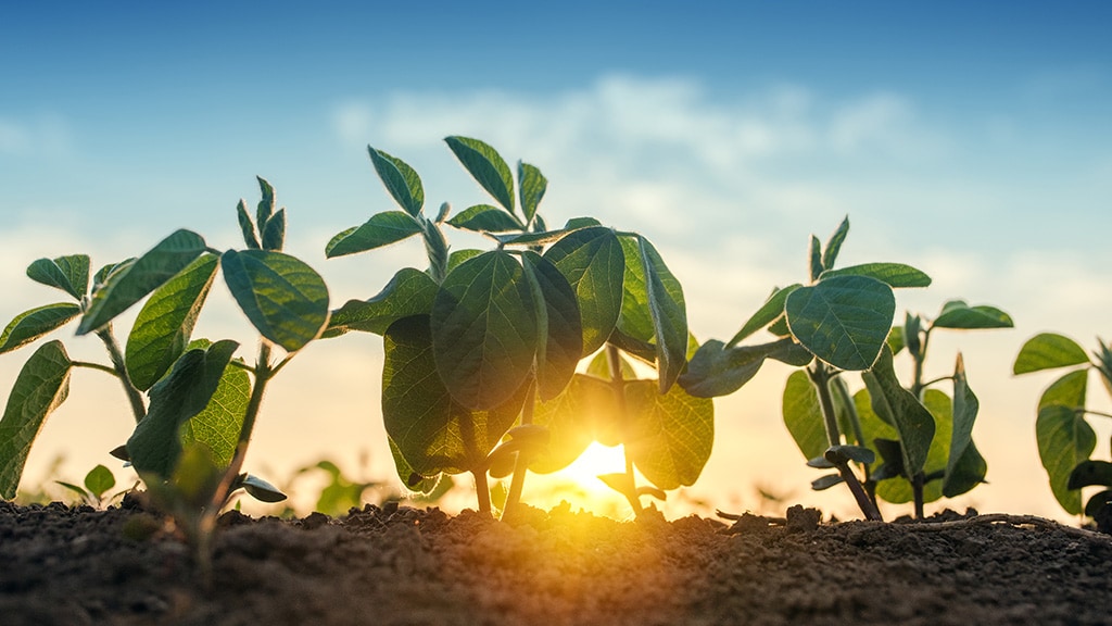 Sunrise in soybean field