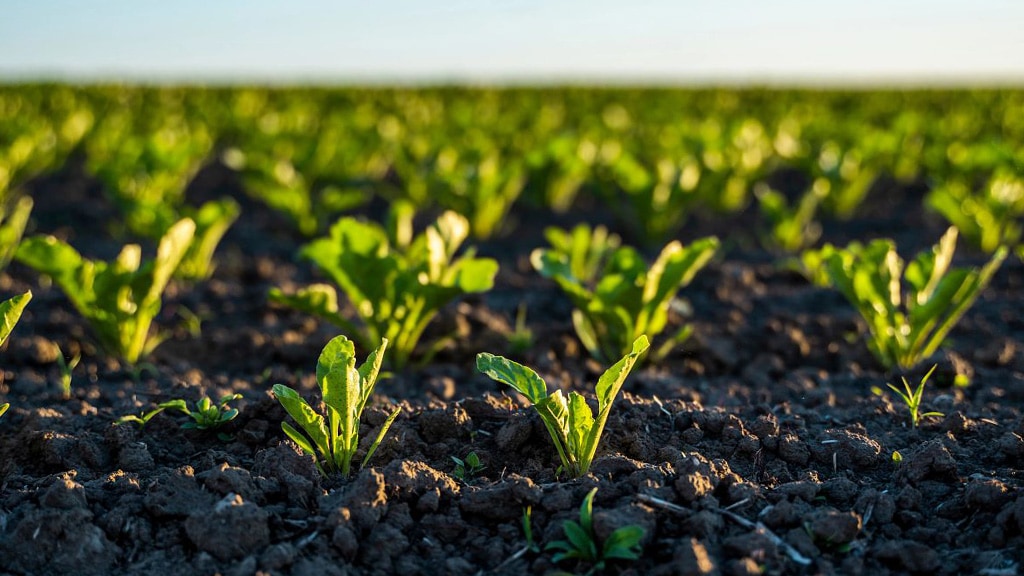 New green sprouts coming out of the soil