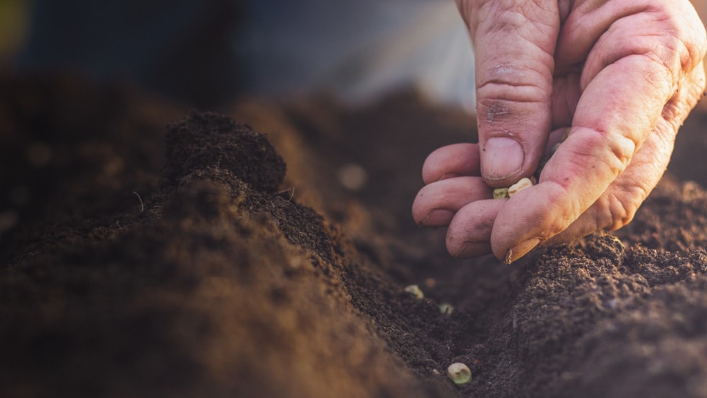 Zoomed in hand planting individual seeds into the soil
