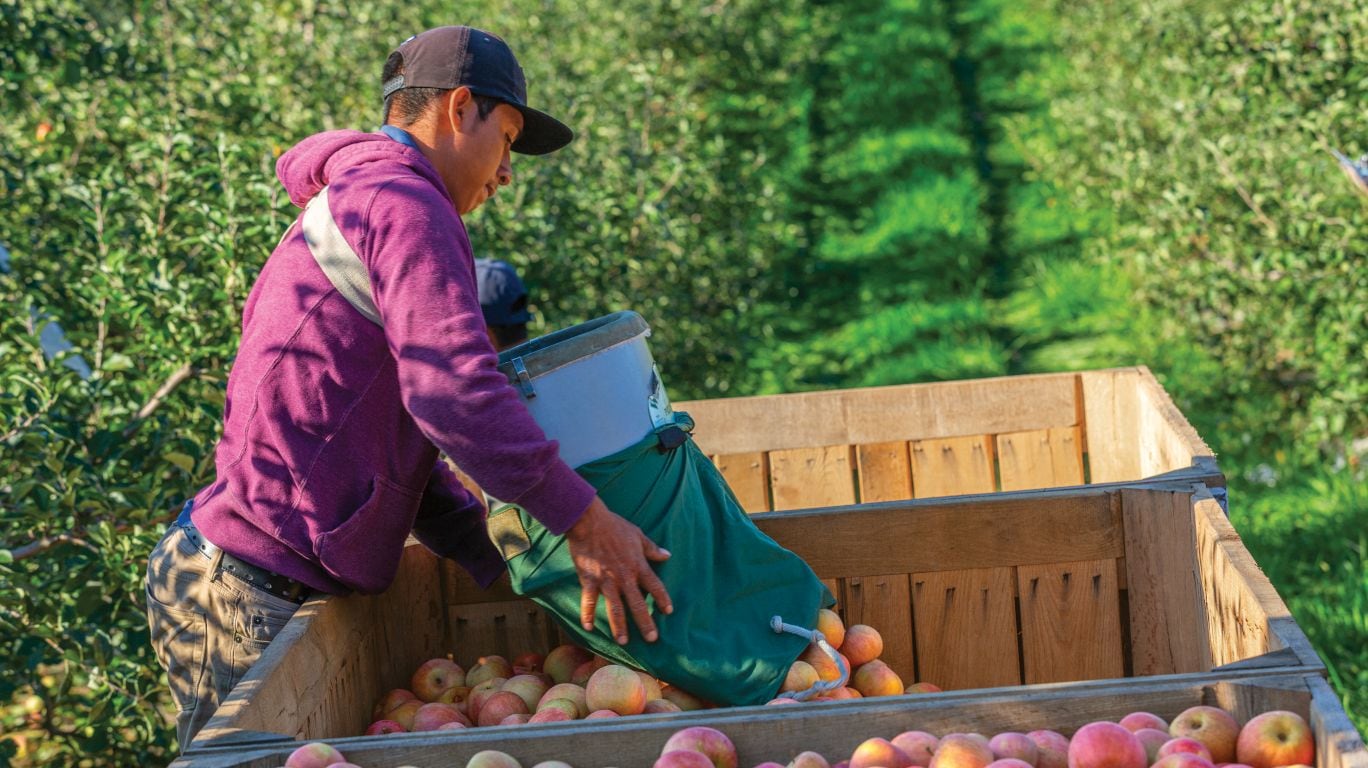 apple farmer loads apples into truck