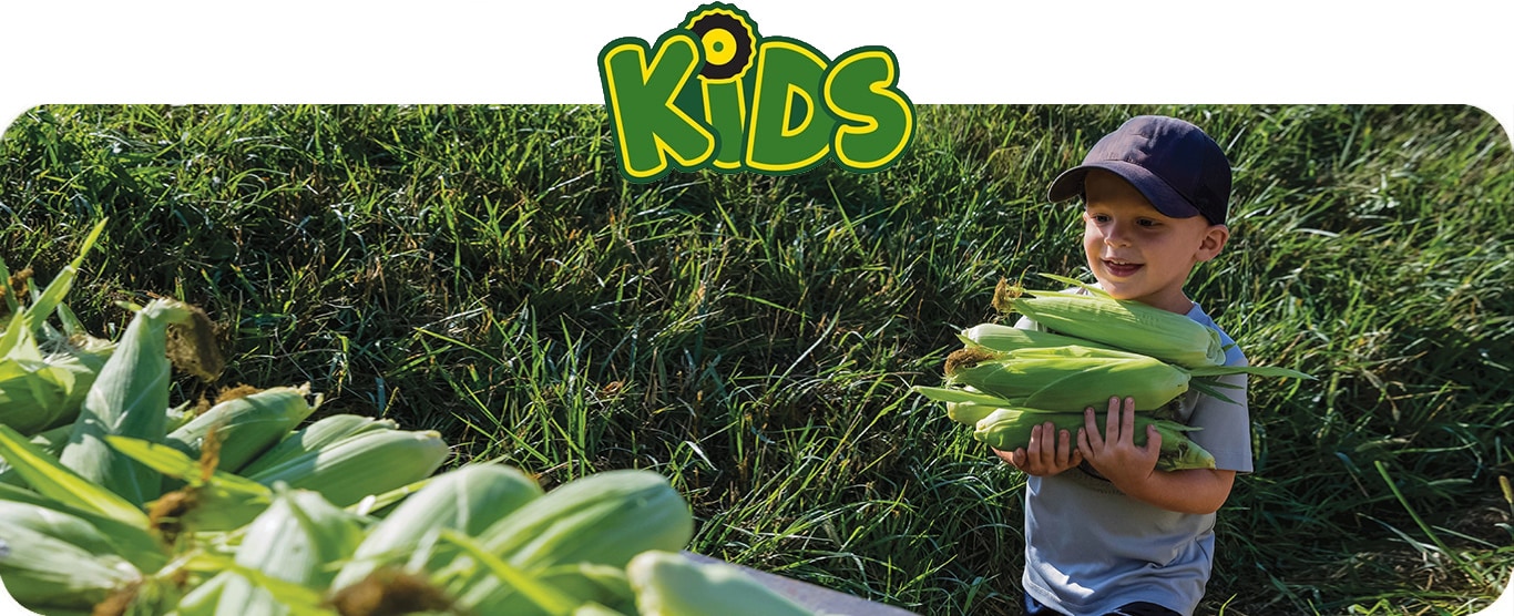 A young child carrying freshly harvested corn to a collection bin