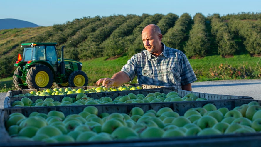 A farmer examining huge containers of fresh green apples