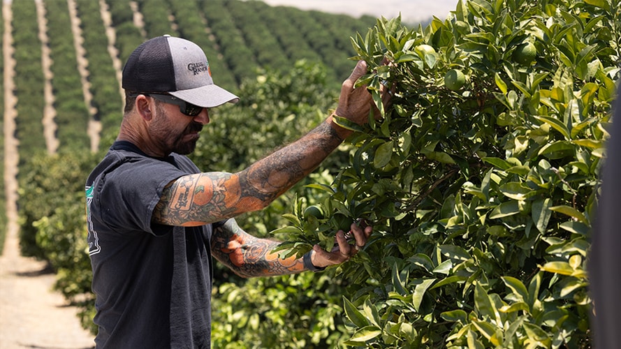 The owner of Gless Ranch examines orange trees on the farm