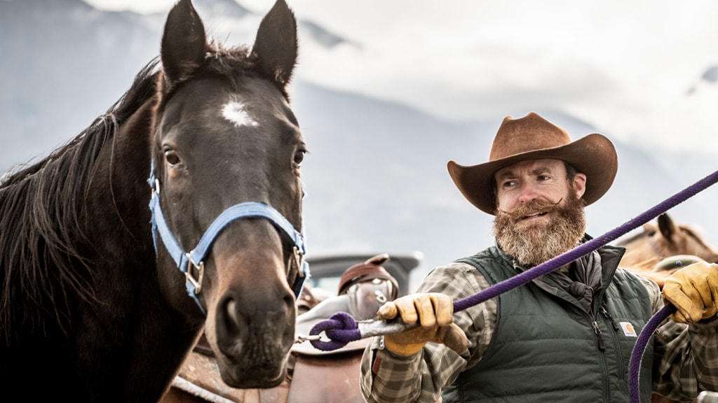 A horse in a blue halter with a person in a cowboy hat holding its lead rope.