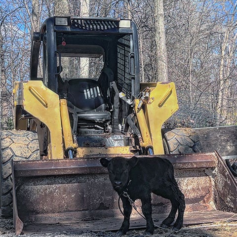 A John Deere vintage skid steer with a calf near it's bucket.