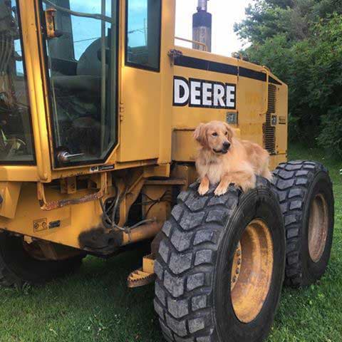 a golden retriever sits with a John Deere motor grader