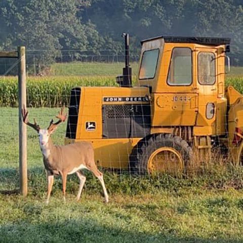 A deer stands in front of a JD444 tractor