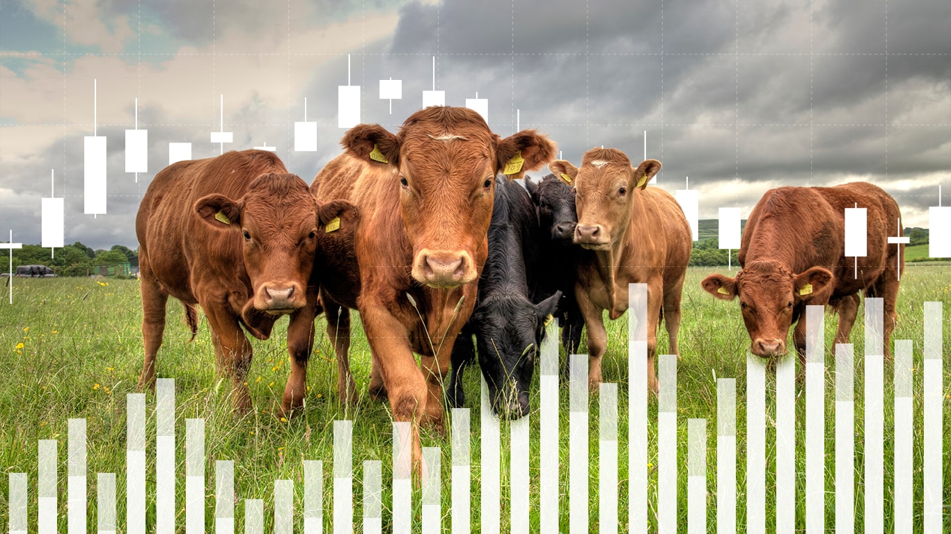 a herd of cattle is grazing in the field