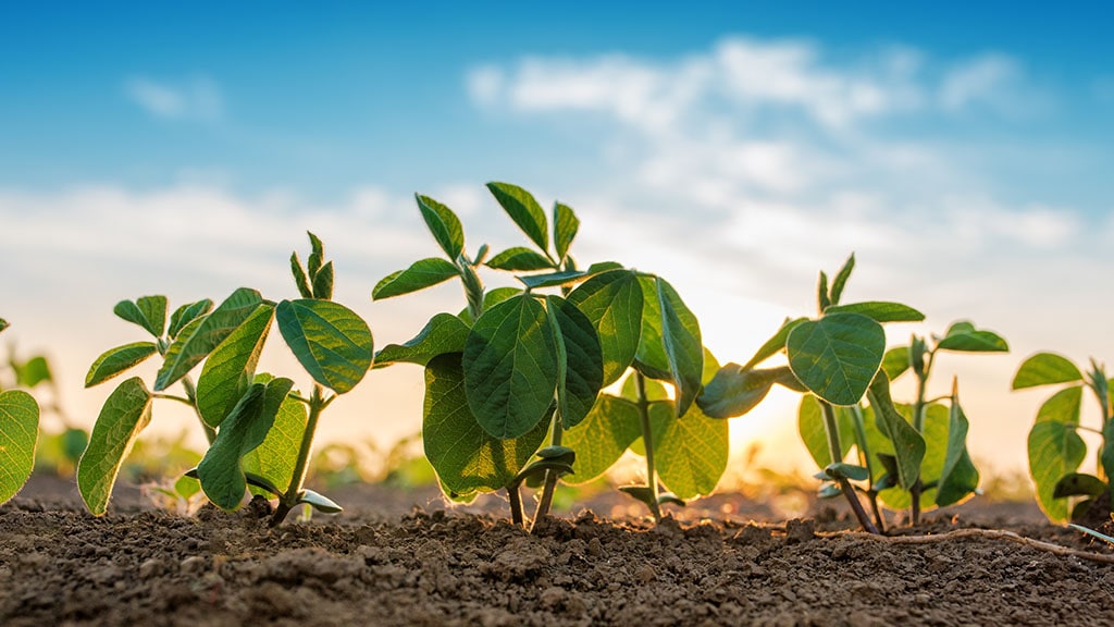 Soybeans growing in a field on a bright day.