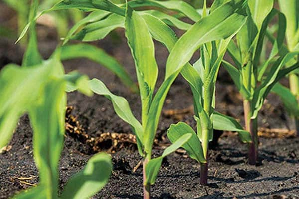 image of plants growing