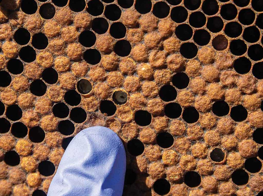 Bee hive photo