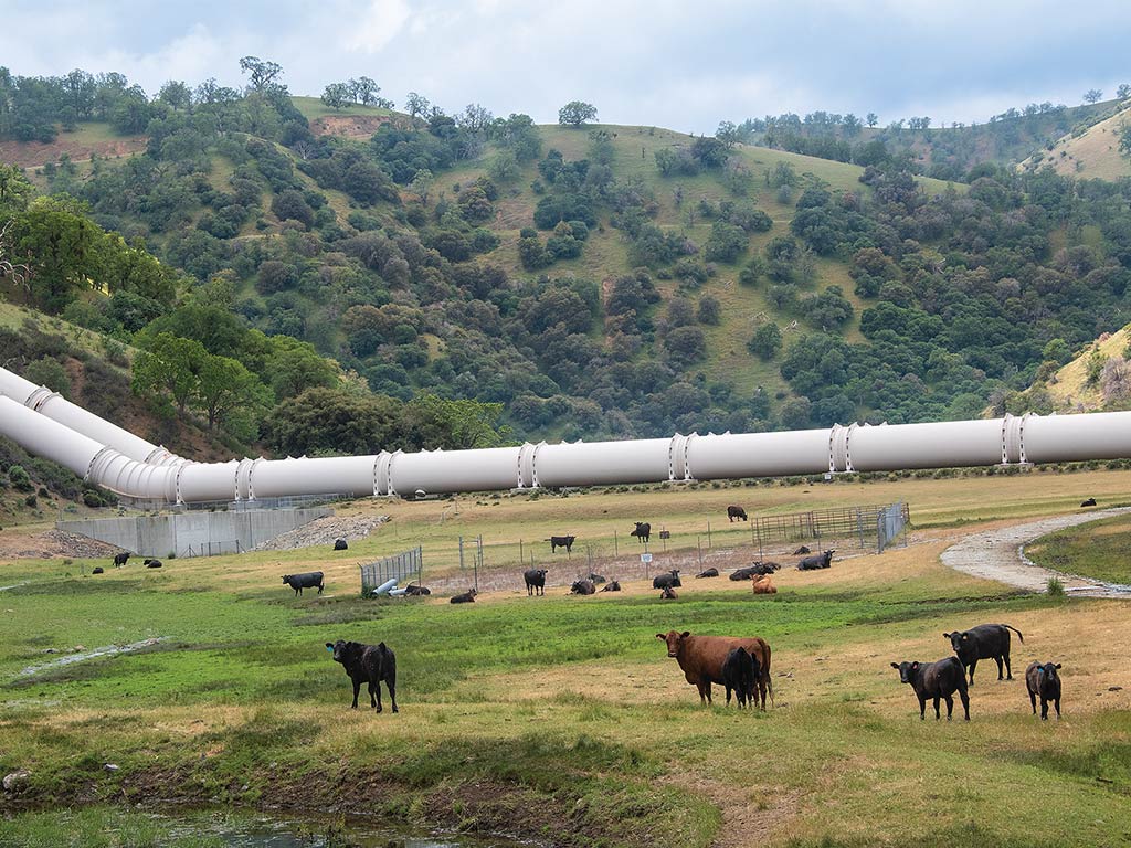  hilly landscape with cattle in the foreground and large white metal pipes bending up a hill