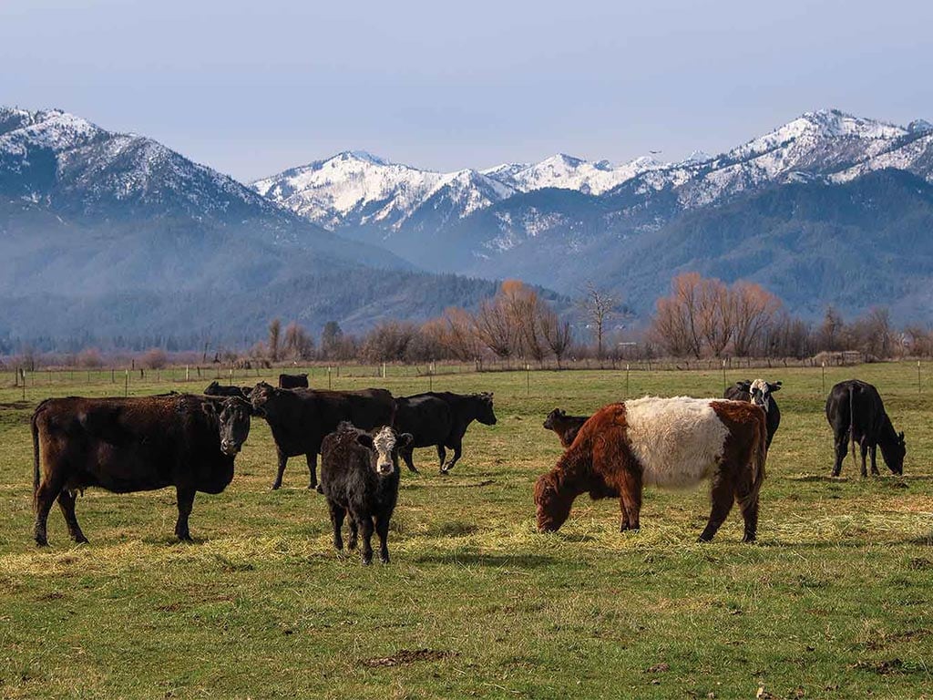 One brown and white Belted Galloway cow among small herd of black Angus cattle