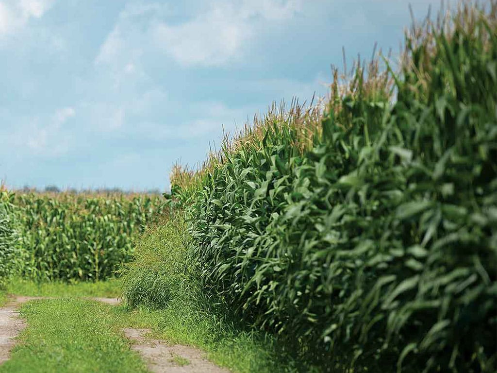 A trodden dirt and grass path alongside corn plants