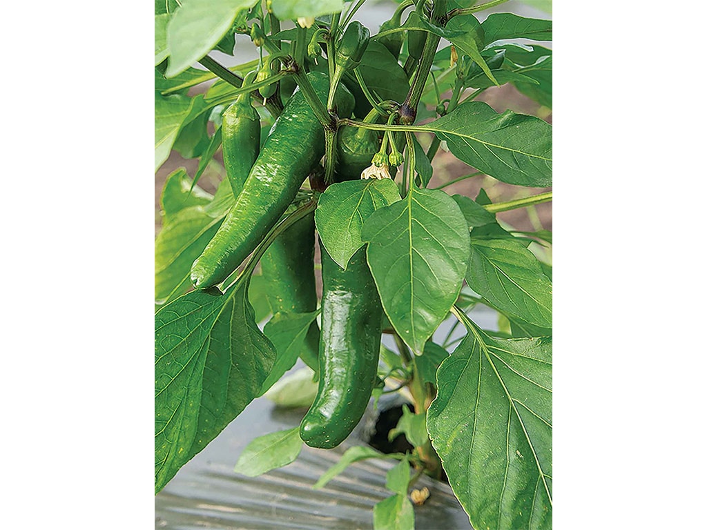 closeup of green peppers on a leafy vine