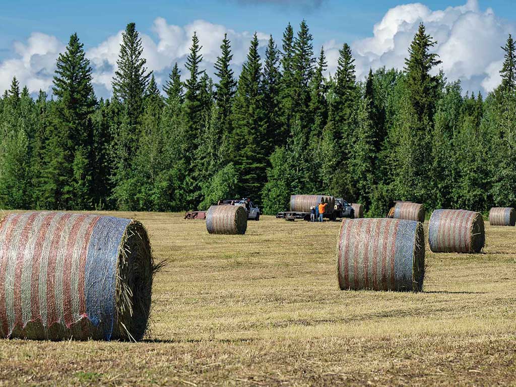 red, white, and blue banded round hay bales on a field with pine trees in the distance