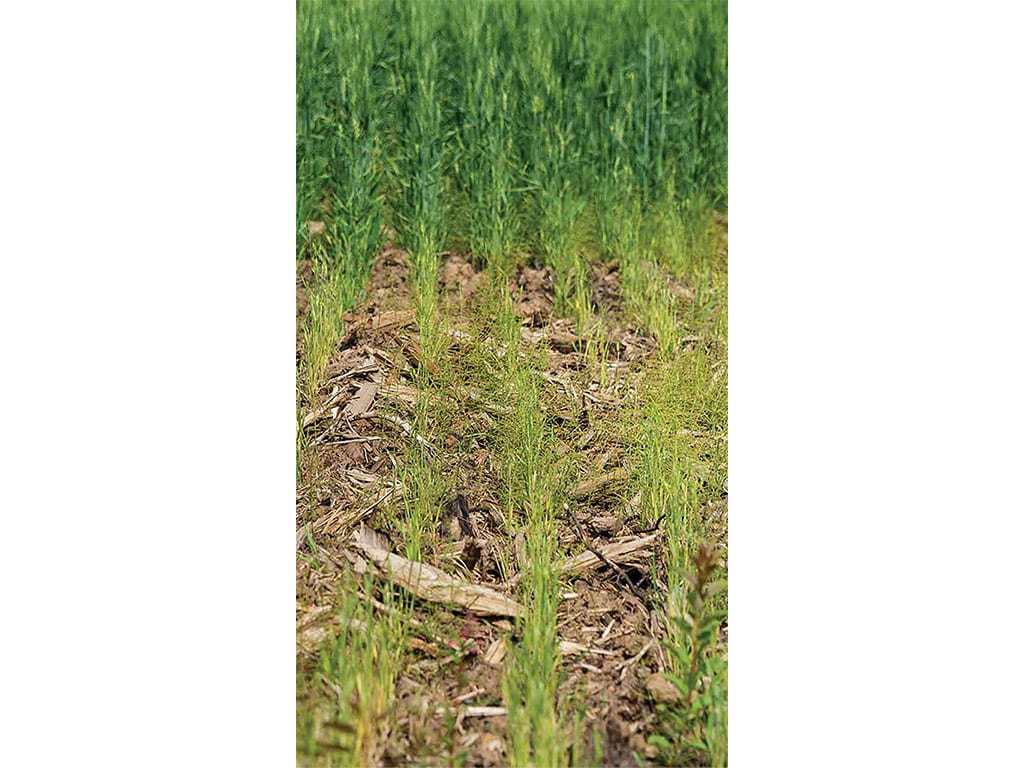 rows of emerging wheat plants