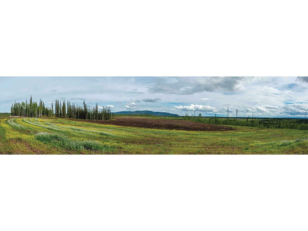 panorama of sprawling green field with pine trees and mountains in the distance