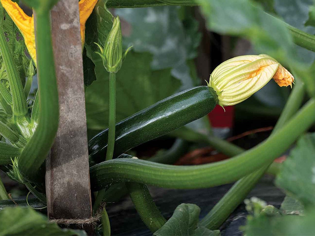 closeup of zucchini on the vine with a yellow-orange blossom