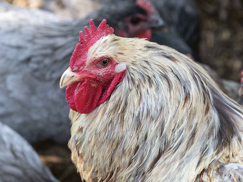 closeup of a roosters head