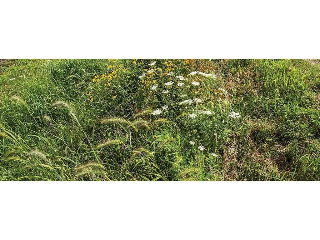 Prairie strips flowers and field