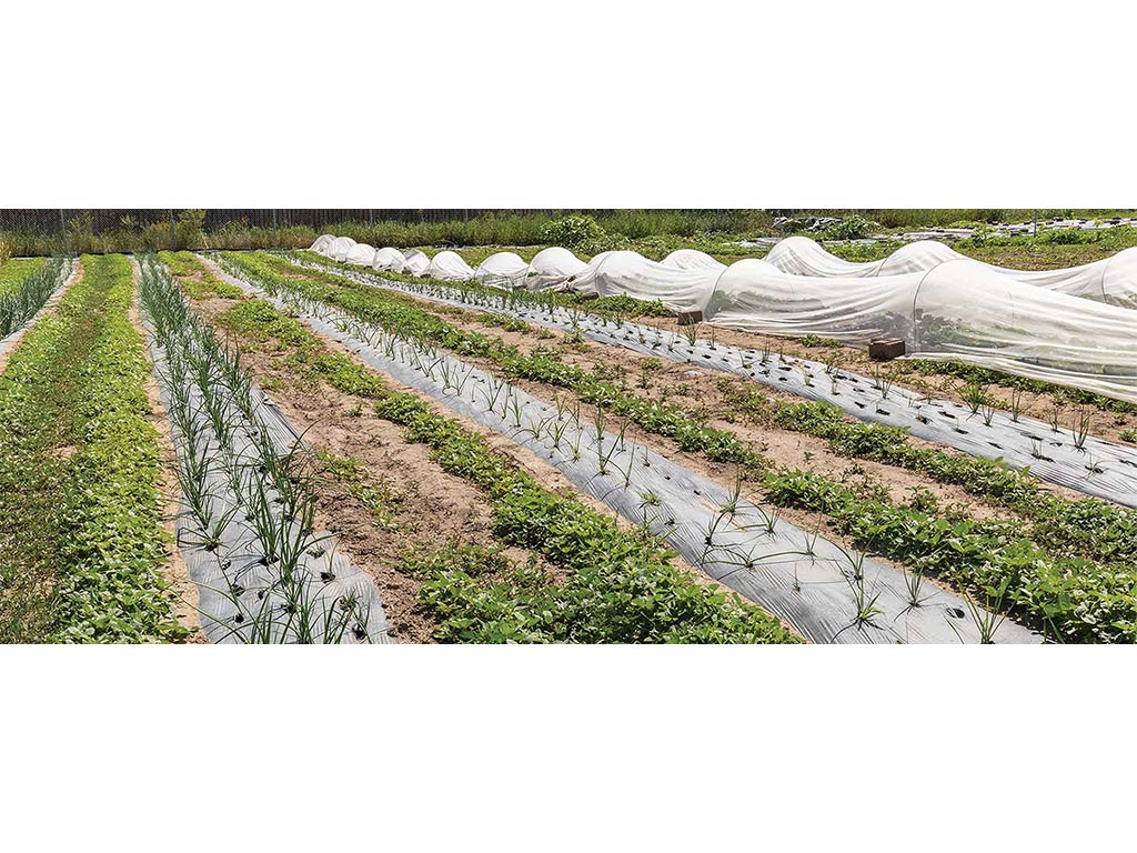 long view of rows of crops some of which are covered in white mesh netting