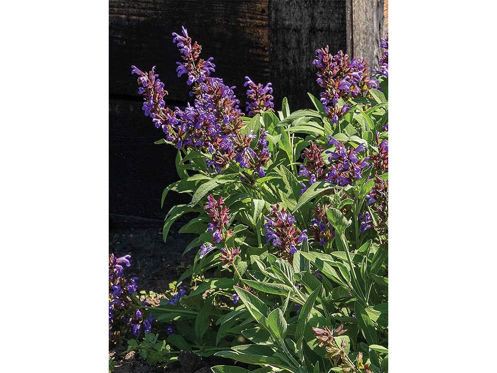 closeup of purple flowers on green-leafed stems