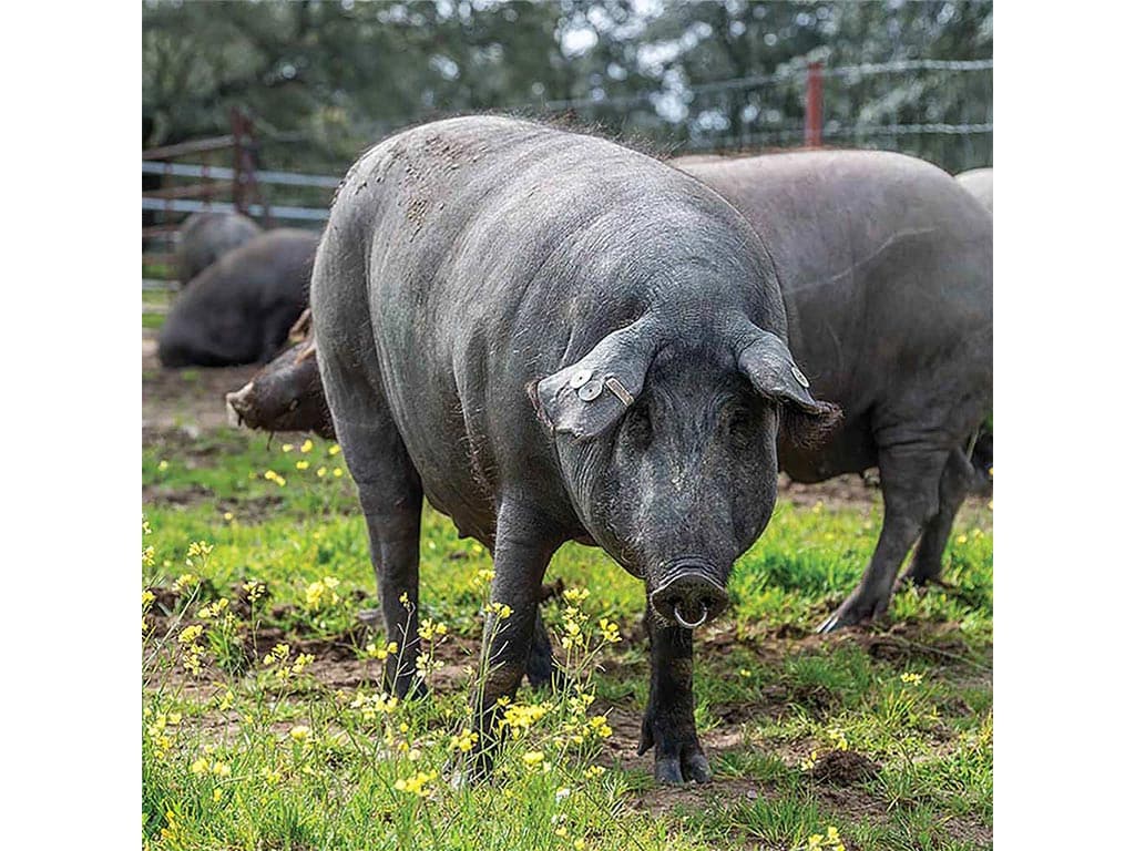 a black hog standing on grass