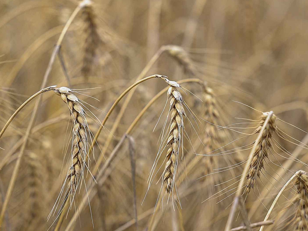 Closeup of Turkey Red wheat plants