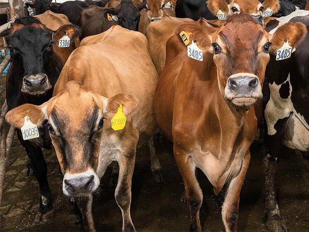 Group of cows with tags on their ears looking at the camera