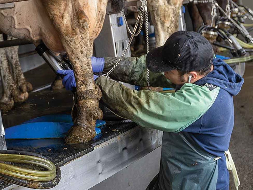 farmer hooking up tubes to a cow udders