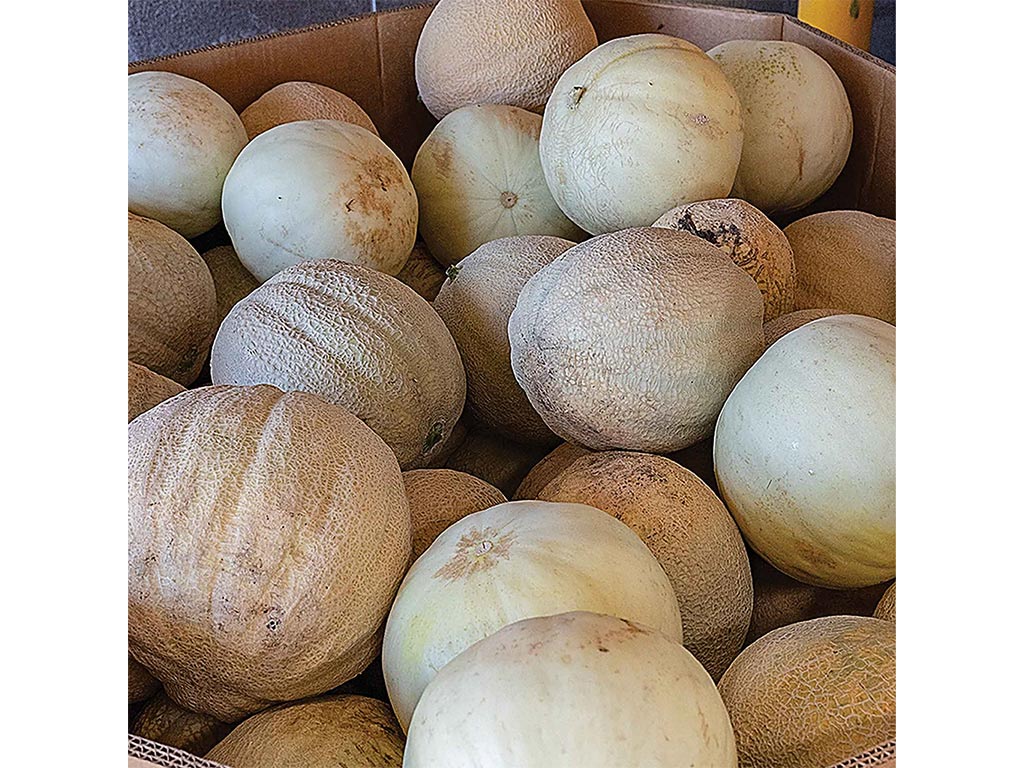 a large bin of melons