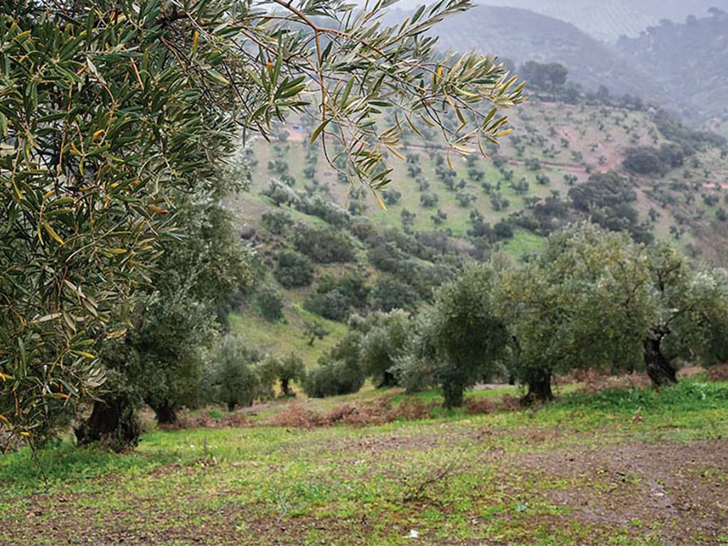 Distant view of rolling hills dotted with olive trees framed by olive trees in the foreground