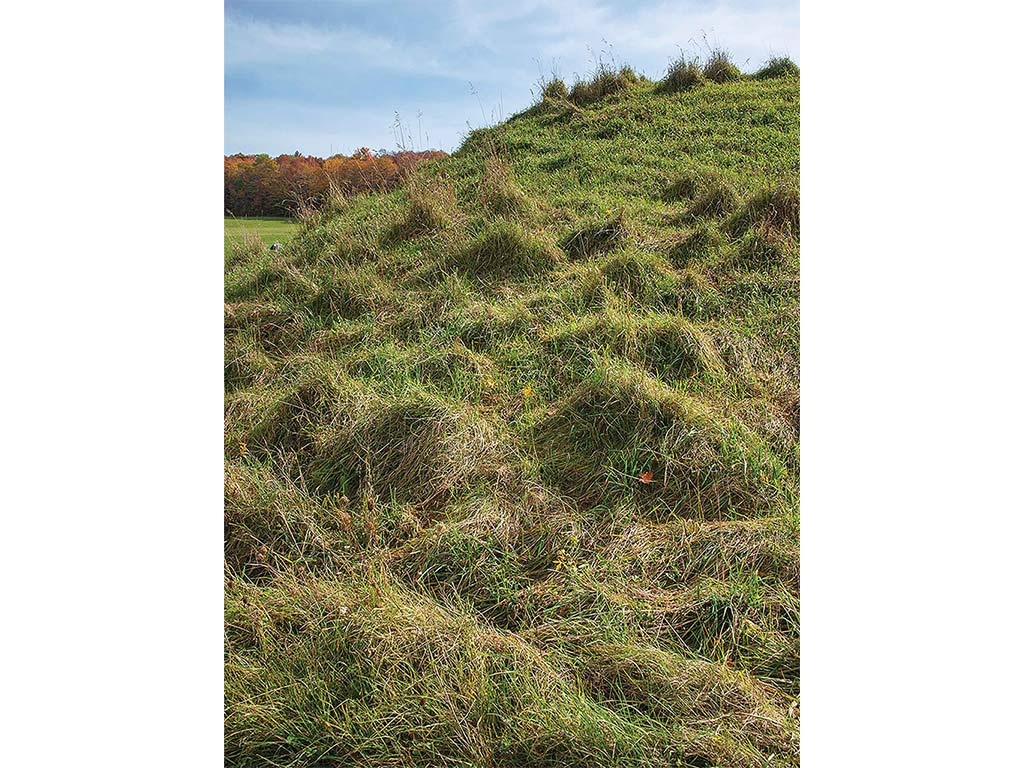 rippled hillside covered in long shaggy grass with trees in the distance