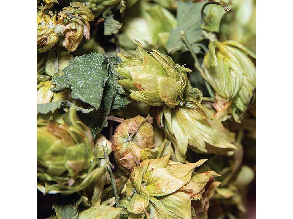 closeup of beer hop buds