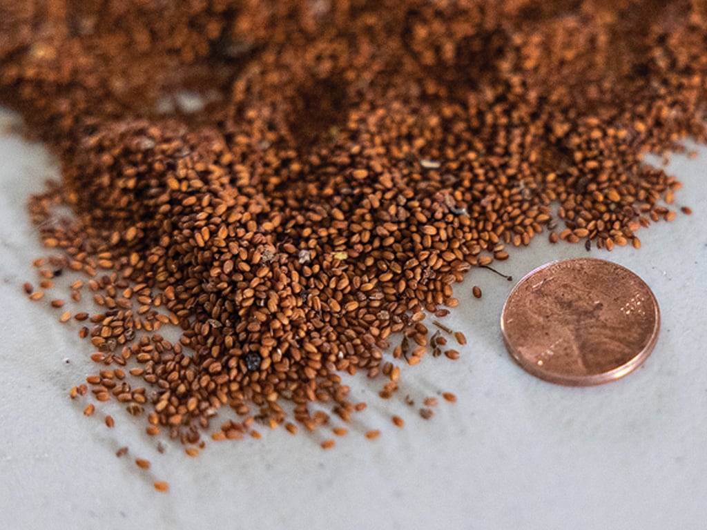 closeup of camelina seeds with a penny for reference