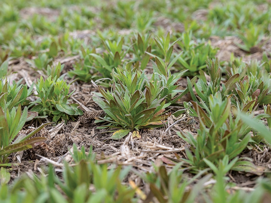 camelina crops in the ground