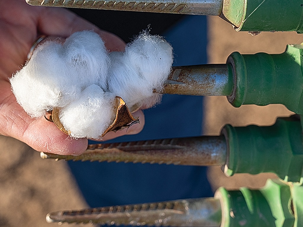 a hand holding cotton up to a picker bar