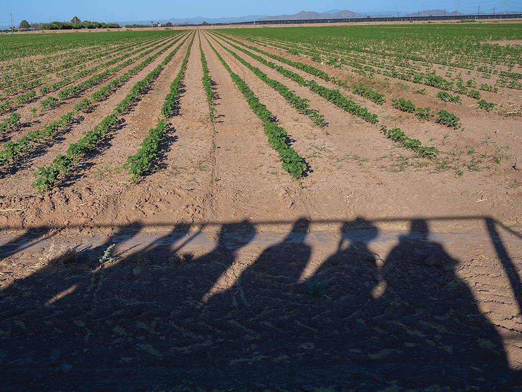 an expansive farm field with the shadows of a wagon full of people in the foreground