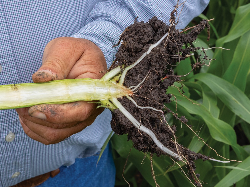 hand holding a root with dirt on it